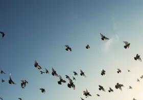 A flock of birds in a blue sky.