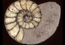 Microscopic image of a fossil