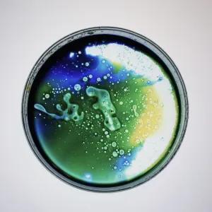 Petri dish with green, blue and yellow liquid inside.