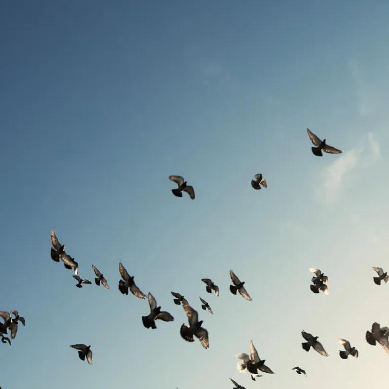 A flock of birds in a blue sky.