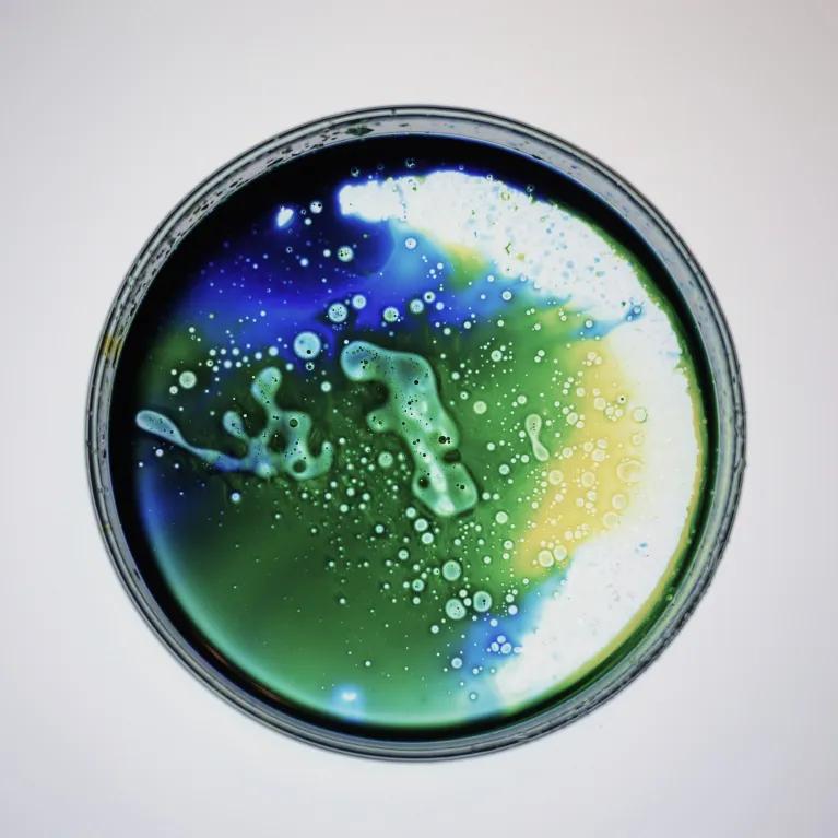 Petri dish with green, blue and yellow liquid inside.