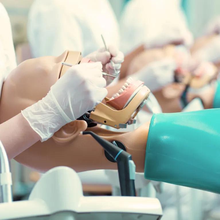 A row of dental students examining models of dental patients. 