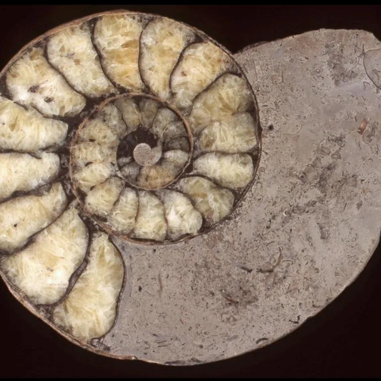 Microscopic image of a fossil